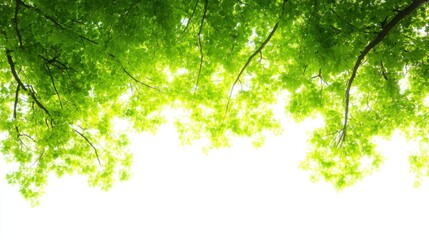 Wall Mural - Lush Green Leaves and Sunlight Creating a Serene Canopy Above a Bright Sky