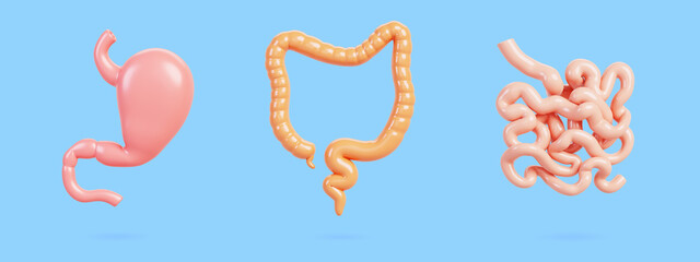 Wall Mural - 3d set of human internal organs of digestive system. Realistic stomach, colon, large and small intestine isolated medical render icon. Abdominal part of body anatomy concept, blue bg. 3D illustration