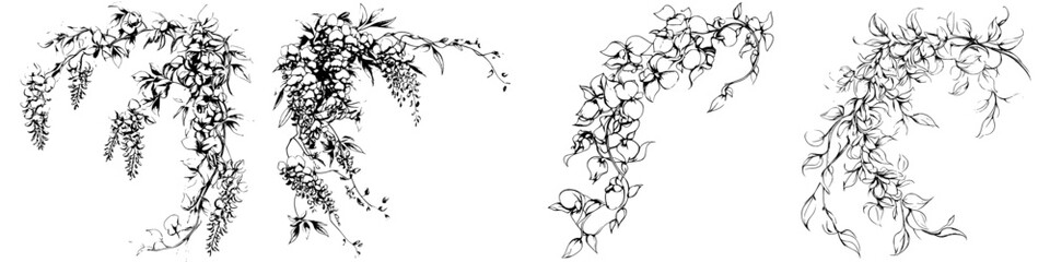 Poster - Botanical illustrations of cascading vines showcasing intricate details and delicate structures in black and white