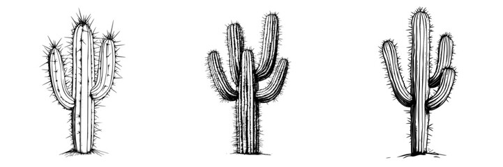 Poster - Hand-drawn vector illustration of three distinct cacti in a desert landscape showcasing unique shapes and textures