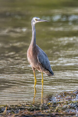 Wall Mural - White-faced Heron and reflection in the lake at Sunset