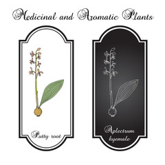 Wall Mural - Putty root or Adam and Eve (Aplectrum hyemale), medicinal plant. Hand drawn vector illustration