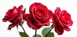 © Katherina - Three vibrant red roses, glistening with dew drops, isolated on pure white background , background, red roses
