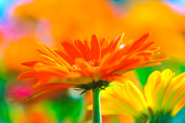 Wall Mural - Flower Series : Orange gerbera flowers with blurred floral background