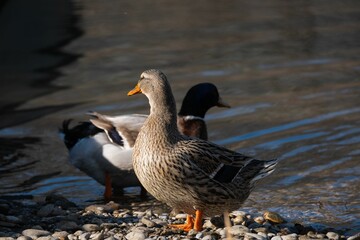 Sticker - Ducks by the riverbank on a sunny day.