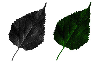 Aufkleber - A high-contrast halftone style PNG illustration featuring a leaf with a transparent background. The design uses bold color and a retro, graphic print aesthetic. Ideal for poster and design project.
