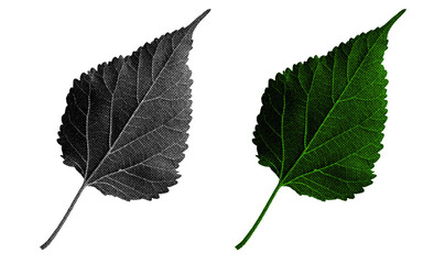 Aufkleber - A high-contrast halftone style PNG illustration featuring a leaf with a transparent background. The design uses bold color and a retro, graphic print aesthetic. Ideal for poster and design project.