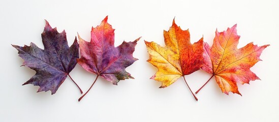 Aufkleber - Autumn leaves arrangement with purple, red, orange, and yellow hues on a clean white background, creating a vibrant seasonal composition.