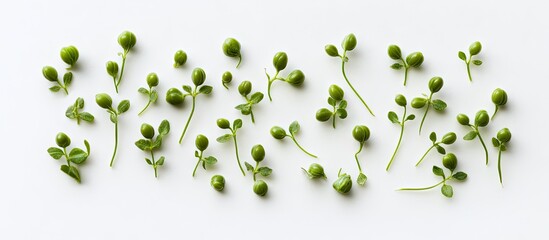 Poster - Fresh green baby capers arranged artistically on a crisp white background showcasing their delicate shapes and vibrant hues in natural light.