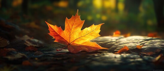 Wall Mural - Close up of a vibrant yellow maple leaf on a textured surface illuminated by soft golden autumn sunlight with blurred background details