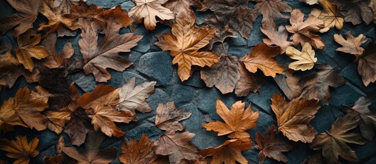 Poster - Autumn leaves arrangement on dark blue backdrop with warm brown and golden tones showcasing flat lay composition and ample copy space