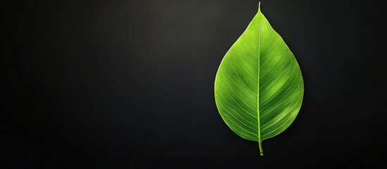 Aufkleber - Banyan tree leaf vibrant green positioned left on dark background creating contrast with ample copy space for text and web design elements