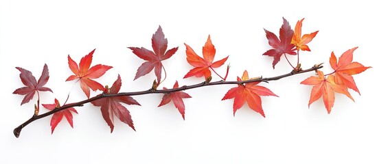 Leinwandbilder - Autumn maple leaves in vibrant reds and oranges arranged on a thin brown branch against a clean white background showcasing seasonal beauty.