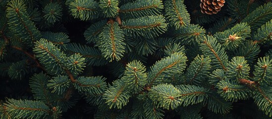 Aufkleber - lush green christmas tree branches with pine cones, textured close-up, featuring rich dark green hue