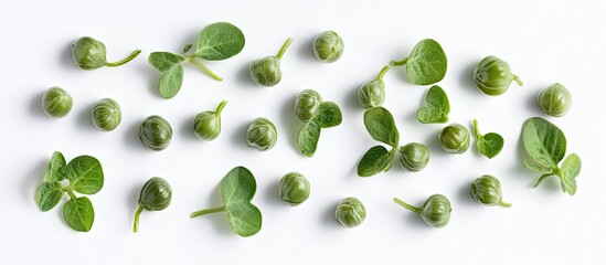 Poster - Fresh baby capers with small green leaves arranged artistically on a bright white background providing a clear unobstructed top view of the scene.
