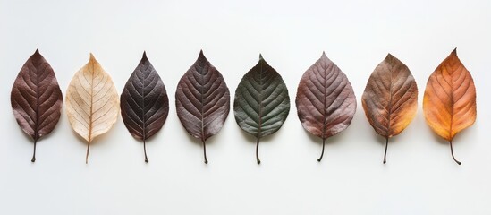 Aufkleber - Autumn leaves in warm earthy tones arranged horizontally on a soft white background creating a minimalistic flatlay with space for text.