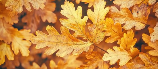 Leinwandbilder - Autumn foliage featuring vibrant yellow oak leaves arranged densely on the ground capturing the essence of fall in a serene park setting.