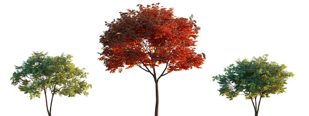 Wall Mural - koelreuteria paniculata flowering tree and bush isolated png on a transparent background premium cut