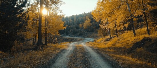 Leinwandbilder - Autumn forest road scene featuring vibrant yellow trees glowing under the sunlight with a winding gravel path in a serene landscape.