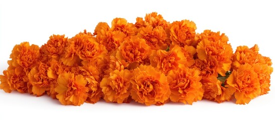 Aufkleber - Vibrant clusters of bright tangerine carnations in full bloom against a clean white background showcasing their rich color and lush petals