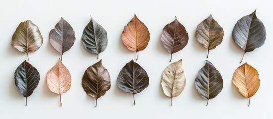 Poster - Autumn leaves in varied earthy tones arranged in a neat row on a clean white background Flatlay minimalistic design ideal for text placement