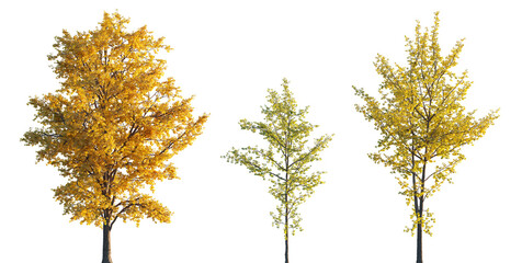 Wall Mural - ginkgo biloba trees isolated png in sunset lighting on a transparent background premium realistic cu