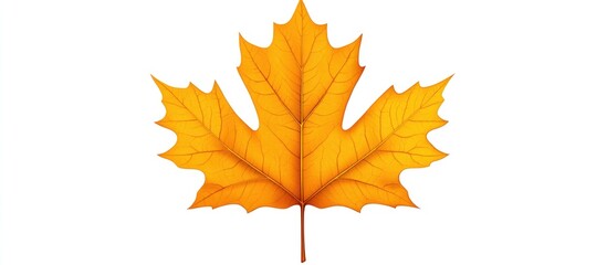 Aufkleber - Bright yellow orange autumn maple leaf featuring detailed veins isolated on a clean white background positioned centrally for herbarium use