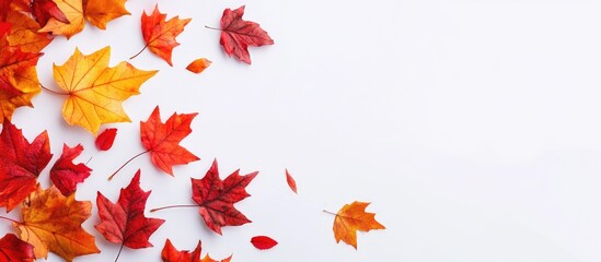 Poster - vibrant autumn maple leaves in shades of red orange and yellow scattered on a white background creating a seasonal vibe with plenty of negative space