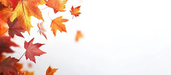 Fototapete - Vibrant orange and red autumn maple leaves cascading diagonally from the left side against a clean white background, creating a seasonal ambiance.