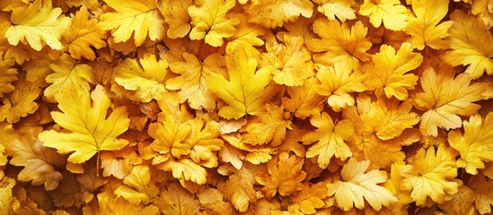 Leinwandbilder - Vibrant yellow oak leaves scattered on the ground creating a warm autumn backdrop with a soft focus allowing the beauty of the fall season to shine through