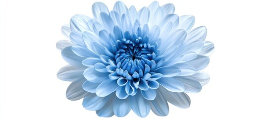 Poster - Blue chrysanthemum flower closeup on a white background with detailed petals centered, showcasing soft blue hues and delicate textures for design use