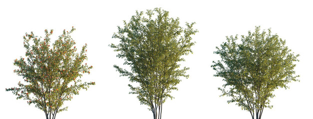 Fototapete - Punica granatum (the pomegranate, Punica nana) fruit-bearing deciduous shrub or small tree isolated png on a transparent background premium realistic cutout