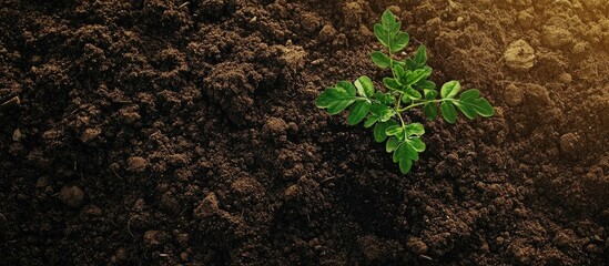 Fototapete - Vibrant green seedling emerging from rich dark soil with warm golden light illuminating the scene, ample space for adding text or branding.
