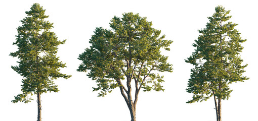 Wall Mural - swida walteri (cornus walteri, walter's dogwood) deciduous shrub or small tree isolated png on a tra