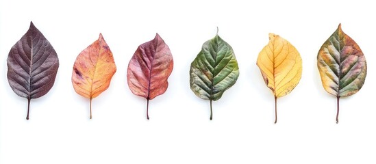 Leinwandbilder - Colorful autumn leaves in shades of red, orange, green, and yellow arranged in a horizontal line on a white background with negative space.