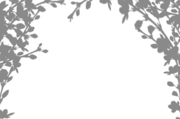 Aufkleber - Shadow Tree, leaf and flower silhouette on white wall background,Blurry reflection light, shadow of spring branches  leaves,floral for ovelay on backdrop design,Isolated grey shade of plant in garden