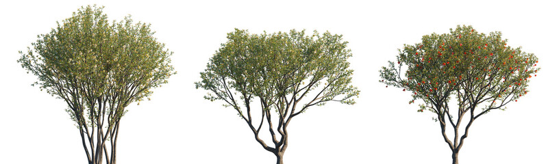 Wall Mural - punica granatum (the pomegranate, punica nana) fruit-bearing deciduous shrub or small tree isolated 