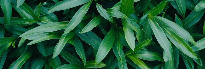 Poster - Bright green grass texture with dense, smooth surface from a top view perspective