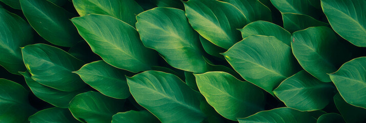 Poster - bright green foliage with a perfectly manicured surface showcasing intense color and texture