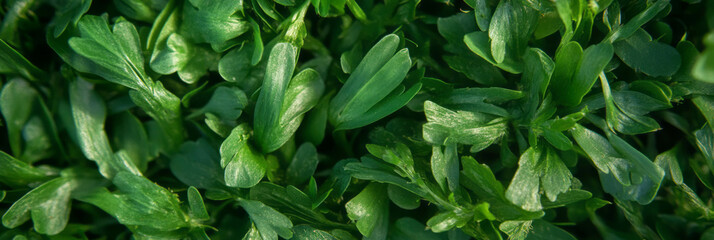 Poster - Vibrant green putting green grass texture highlighting fine blades and lush growth