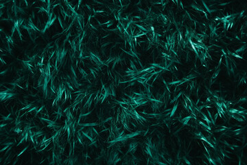 Poster - Dark green rough grass texture with coarse blades and deep shadows on black background