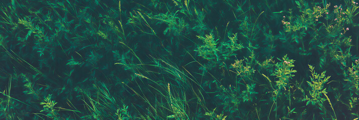 Poster - Wild dark green texture with tall grass and weeds from a top view perspective