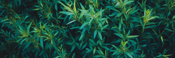 Poster - Rough texture of dark green grass and weeds creating a wild pattern from a top view