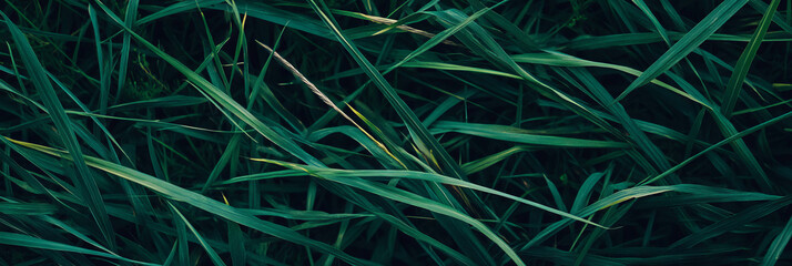 Poster - Dark green textured grass with tangled patterns and deep shadows from a top view perspective