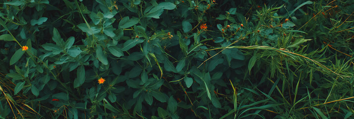 Poster - Dark green rough texture with tall grass and wild weeds from a top view perspective