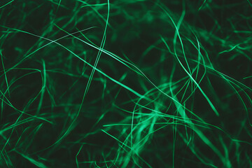 Poster - Dark green rough texture with tall grass and deep shadows in complex patterns of nature