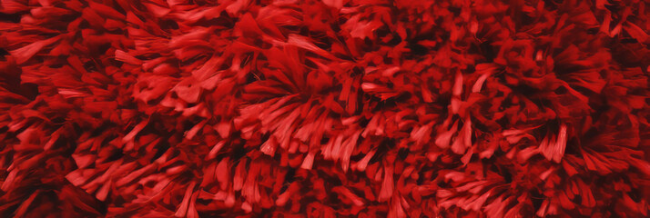 Poster - Dense plush carpet in deep red showcasing short pile and subtle shadows