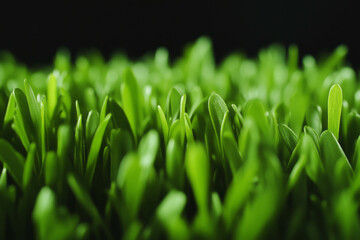 Poster - Dense green turf texture with smooth surface and uniform height against a black background