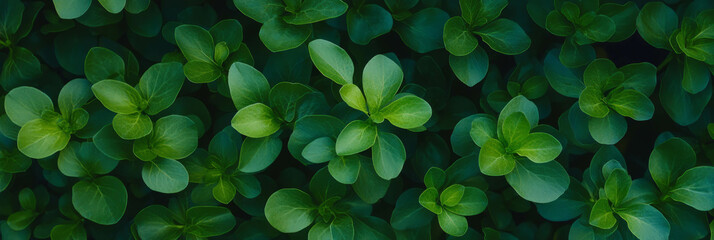 Poster - Dense green turf with uniform height and smooth surface creates an inviting top view