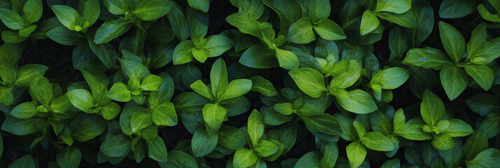 Poster - Dense green turf texture featuring uniform height and smooth surface in a top view format